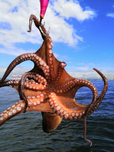 雨上がりでタコ