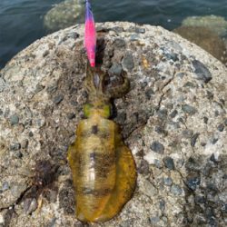 エギを通すと、ワラワラ^ ^