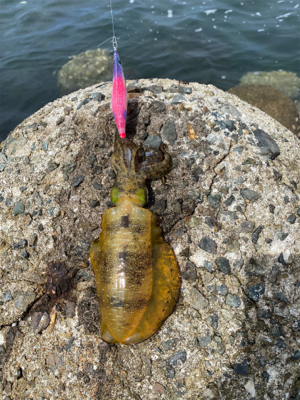 エギを通すと、ワラワラ^ ^