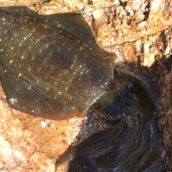 少し大きくなったアオリイカ