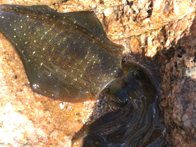 少し大きくなったアオリイカ