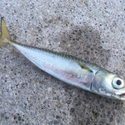 タチウオ狙うも