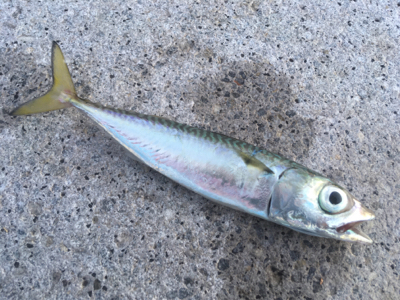 タチウオ狙うも