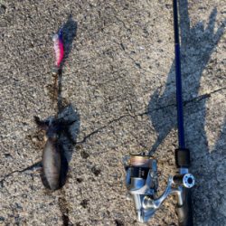 シオゲームの合間にエギング