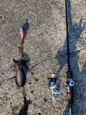 シオゲームの合間にエギング