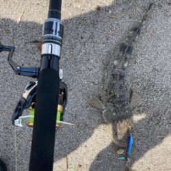 マゴチは裏切らない！