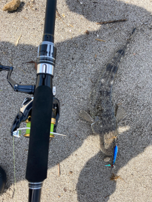 マゴチは裏切らない！