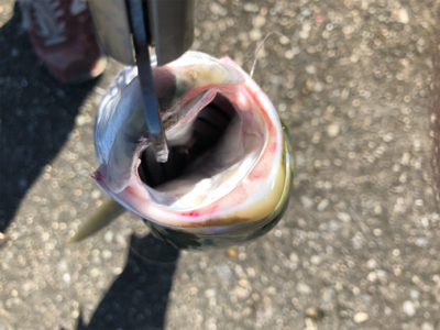 今季初メジロ！ノマセ釣り