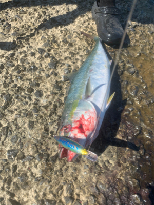 ショアブリ トライデント150/60