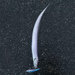 今年初の太刀魚