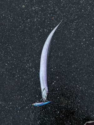 今年初の太刀魚