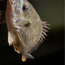 鱸狙いでキビレが連発!