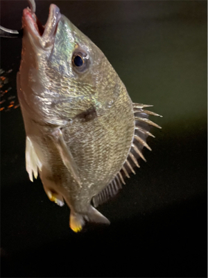 鱸狙いでキビレが連発!