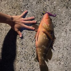 自己記録　アコウ