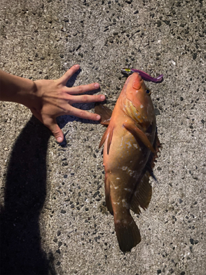 自己記録　アコウ