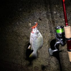 キビレはいつも近くにいてくれる