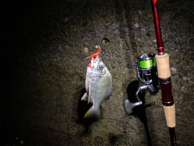 キビレはいつも近くにいてくれる