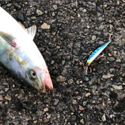 青物ボコボコ　祭りじゃ