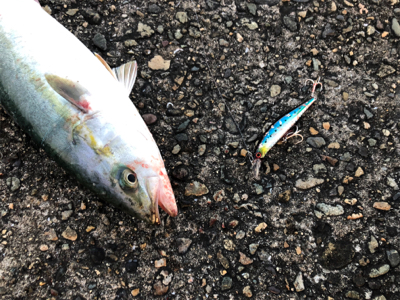 青物ボコボコ　祭りじゃ