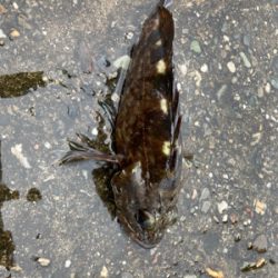 関電赤灯青物ゲーム