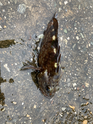 関電赤灯青物ゲーム