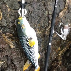 ロックショア４目魚