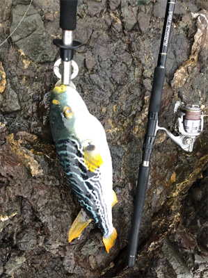 ロックショア４目魚