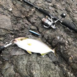 青物エギング日和