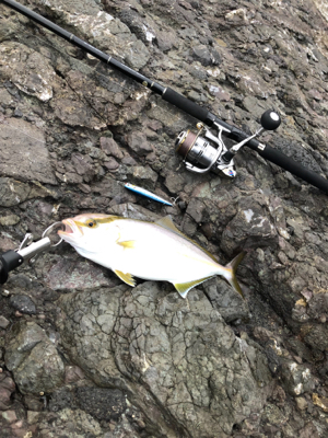 青物エギング日和