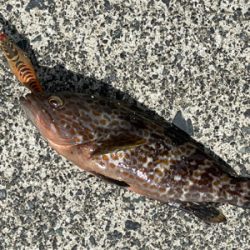 越前、常神アオリランガン