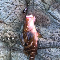 地磯ロックフィッシュ