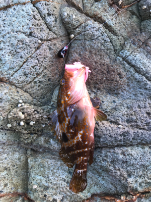 地磯ロックフィッシュ