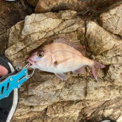 フカセ アンドエギング