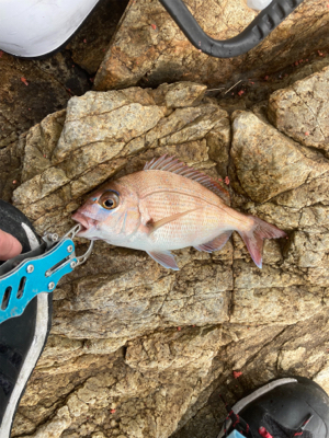 フカセ アンドエギング