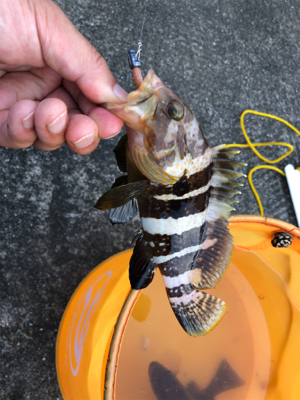 涼しくなりましたね〜