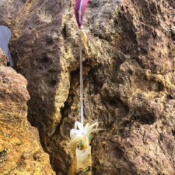 アオリイカいますよ｡