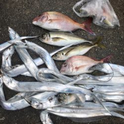 タチウオ入れ食い