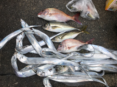 タチウオ入れ食い