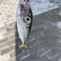 青物か?タコか?