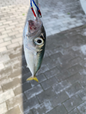 青物か?タコか?