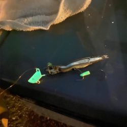 もう入ってきてるが、まだ少なくてシブい、、、