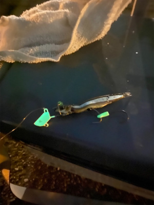 もう入ってきてるが、まだ少なくてシブい、、、