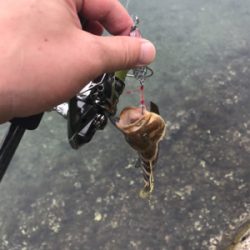 アオリイカ調査