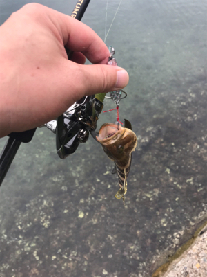 アオリイカ調査