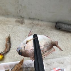 一つテンヤ真鯛