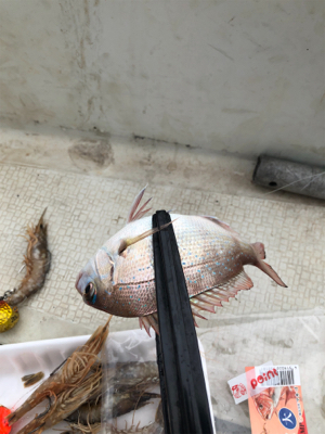 一つテンヤ真鯛