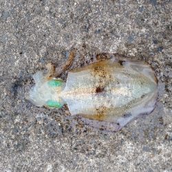 沖漬けが食べたくて