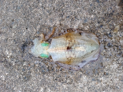 沖漬けが食べたくて