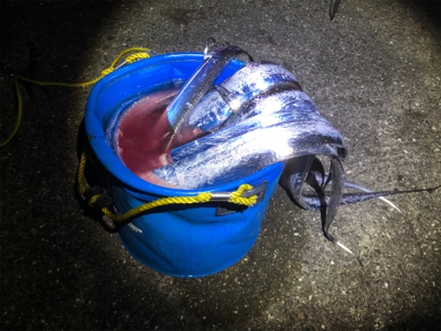 タチウオぼちぼち