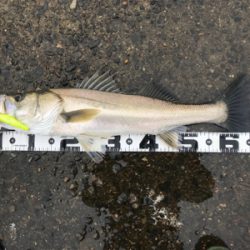 つ抜け超えの12本‼️